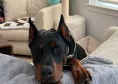 4.5 aylık herşeyi tam estetikli Doberman